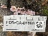  ( - FDS-CA-07890)  @11 [ ] by-nc (2024) Damon Tighe Fungal Diversity Survey