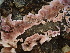  ( - FDS-CA-07890)  @11 [ ] by-nc (2024) Damon Tighe Fungal Diversity Survey