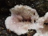  ( - FDS-CA-07890)  @11 [ ] by-nc (2024) Damon Tighe Fungal Diversity Survey