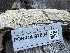  ( - FDS-CA-07894)  @11 [ ] by-nc (2024) Damon Tighe Fungal Diversity Survey