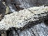  (Gloeodontia sp. CA01 - FDS-CA-07894)  @11 [ ] by-nc (2024) Damon Tighe Fungal Diversity Survey