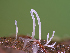 (Macrotyphula sp. PNW03 - FDS-CA-06646)  @11 [ ] by (2024) Justin Paulin Fungal Diversity Survey