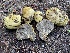  (Truncocolumella - FDS-CA-07858)  @11 [ ] by-nc (2024) Damon Tighe Fungal Diversity Survey