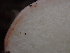  ( - FDS-CA-07862)  @11 [ ] by-nc (2024) Damon Tighe Fungal Diversity Survey