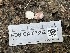  ( - FDS-CA-07862)  @11 [ ] by-nc (2024) Damon Tighe Fungal Diversity Survey