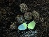  ( - FDS-CA-07863)  @11 [ ] by-nc (2024) Damon Tighe Fungal Diversity Survey