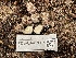  ( - FDS-CA-07863)  @11 [ ] by-nc (2024) Damon Tighe Fungal Diversity Survey