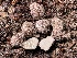  ( - FDS-CA-07863)  @11 [ ] by-nc (2024) Damon Tighe Fungal Diversity Survey