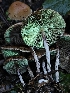  ( - FDS-CA-08040)  @11 [ ] by (2024) Mandy Hackney Fungal Diversity Survey