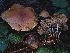  ( - FDS-CA-08040)  @11 [ ] by (2024) Mandy Hackney Fungal Diversity Survey