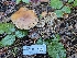  ( - FDS-CA-08040)  @11 [ ] by (2024) Mandy Hackney Fungal Diversity Survey
