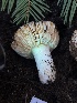  ( - FDS-CA-08564)  @11 [ ] by-nc (2024) Dean Lyons Fungal Diversity Survey