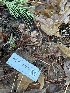  ( - FDS-CA-08569)  @11 [ ] by-nc (2024) Dean Lyons Fungal Diversity Survey
