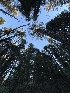  ( - FDS-CA-08569)  @11 [ ] by-nc (2024) Dean Lyons Fungal Diversity Survey