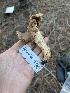  ( - FDS-CA-08583)  @11 [ ] by-nc (2024) Dean Lyons Fungal Diversity Survey