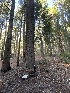  ( - FDS-CA-08583)  @11 [ ] by-nc (2024) Dean Lyons Fungal Diversity Survey