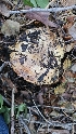  ( - FDS-CA-00466)  @11 [ ] by-nc (2024) Thea Chesney Fungal Diversity Survey