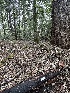  ( - FDS-CA-06518)  @11 [ ] by-nc (2024) Taye Bright Fungal Diversity Survey
