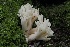  ( - FDS-CA-06582)  @11 [ ] by-nc (2024) Taye Bright Fungal Diversity Survey