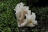  ( - FDS-CA-06582)  @11 [ ] by-nc (2024) Taye Bright Fungal Diversity Survey