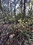  ( - FDS-CA-06522)  @11 [ ] by-nc (2024) Taye Bright Fungal Diversity Survey