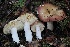  ( - FDS-CA-06522)  @11 [ ] by-nc (2024) Taye Bright Fungal Diversity Survey