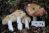  ( - FDS-CA-06522)  @11 [ ] by-nc (2024) Taye Bright Fungal Diversity Survey