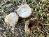  (Disciseda - FDS-CA-06529)  @11 [ ] by-nc (2024) Taye Bright Fungal Diversity Survey