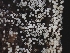  (Henningsomyces sp. CA04 - FDS-CA-08032)  @11 [ ] by (2024) Mandy Hackney Fungal Diversity Survey