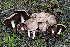  (Agaricus incultorum - FDS-CA-08527)  @11 [ ] by-nc (2024) Dean Lyons Fungal Diversity Survey