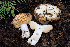  ( - FDS-CA-08564)  @11 [ ] by-nc (2024) Dean Lyons Fungal Diversity Survey
