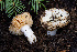  (Russula sp. CA26 - FDS-CA-08564)  @11 [ ] by-nc (2024) Dean Lyons Fungal Diversity Survey