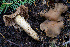  ( - FDS-CA-08583)  @11 [ ] by-nc (2024) Dean Lyons Fungal Diversity Survey