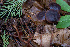  ( - FDS-CA-08569)  @11 [ ] by-nc (2024) Dean Lyons Fungal Diversity Survey