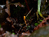  ( - FDS-CA-06649)  @11 [ ] by (2024) Justin Paulin Fungal Diversity Survey