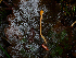  ( - FDS-CA-06649)  @11 [ ] by (2024) Justin Paulin Fungal Diversity Survey
