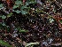  ( - FDS-CA-06649)  @11 [ ] by (2024) Justin Paulin Fungal Diversity Survey