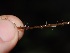  ( - FDS-CA-06646)  @11 [ ] by (2024) Justin Paulin Fungal Diversity Survey