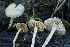  (Meottomyces sp. CA01 - FDS-CA-06515)  @11 [ ] by-nc (2024) Taye Bright Fungal Diversity Survey