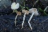  ( - FDS-CA-06515)  @11 [ ] by-nc (2024) Taye Bright Fungal Diversity Survey