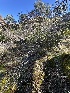  ( - FDS-CA-06510)  @11 [ ] by-nc (2024) Taye Bright Fungal Diversity Survey