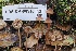  ( - FDS-CA-06510)  @11 [ ] by-nc (2024) Taye Bright Fungal Diversity Survey