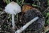 ( - FDS-CA-06516)  @11 [ ] by-nc (2024) Taye Bright Fungal Diversity Survey