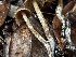  ( - FDS-CA-08110)  @11 [ ] by-nc (2024) Damon Tighe Fungal Diversity Survey