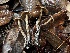  ( - FDS-CA-08110)  @11 [ ] by-nc (2024) Damon Tighe Fungal Diversity Survey
