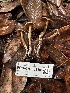  ( - FDS-CA-08110)  @11 [ ] by-nc (2024) Damon Tighe Fungal Diversity Survey