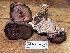  ( - FDS-CA-08117)  @11 [ ] by-nc (2024) Damon Tighe Fungal Diversity Survey