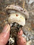  ( - FDS-CA-08116)  @11 [ ] by-nc (2024) Damon Tighe Fungal Diversity Survey