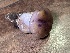  ( - FDS-CA-08116)  @11 [ ] by-nc (2024) Damon Tighe Fungal Diversity Survey