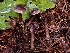  ( - FDS-CA-08033)  @11 [ ] by (2024) Mandy Hackney Fungal Diversity Survey